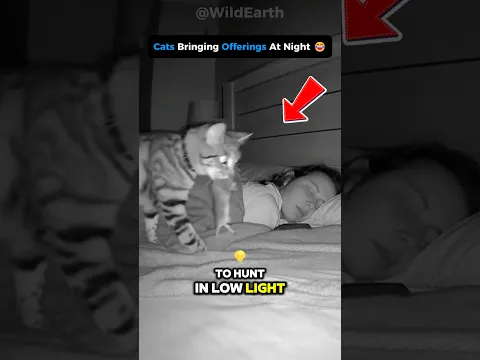 😳 Cats HEAR What You CAN’T