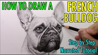 How to Draw a FRENCH BULLDOG