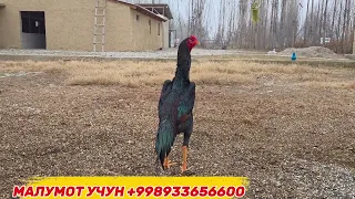 ПАРВОЗЛАР УЧУН ЯНГИЛИК ДАХШАТЛИ ХОЛАТ 10.ДАН ОШИК ДАКАНЛАР ЭНДИ СОТУВДА 