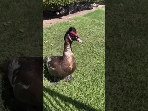 What happened to the Bird 🦆 #shorts #illusion #magic #vfx #opticalillusion #satisfying #satisfying