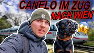 Canelo im Zug, wie reagieren die Gäste?😱🚂 (Vlog Wien🇦🇹)