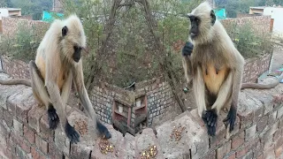 Bandar | Bandar Mama | Bandar Wala | Bandar Wala Cartoon | Bandar Bandar | Monkey Video