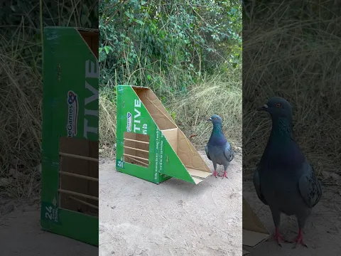 Quick Unique Dove Bird Trap Make From Cardboard Box #youtubeshorts