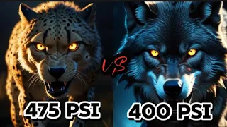 GREYWOLF VS CHEETAH WHICH ANIMAL WILL WIN????