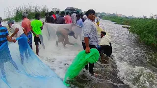 BIG Murrel Fishing in Heavy Rain | தப்பி ஓடிய பெரிய பெரிய விரால் மீன்களை, விரட்டி பிடித்த ஊர் மக்கள்