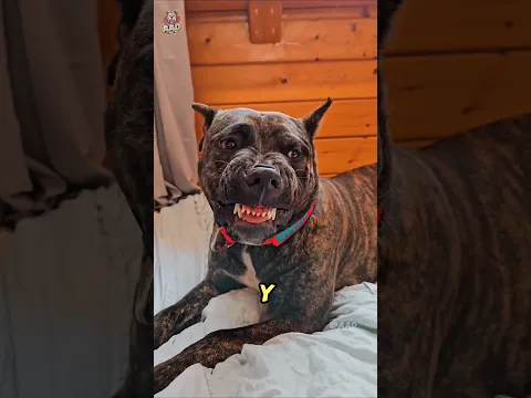 ¡Los 9 Perros Más Peligrosos y Asesinos! ⚠️🐶 | ¡No Vas a Creer el #1! #Shorts