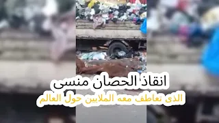 انقاذ الحصان منسى الذى تعاطف معه الملايين حول العالم