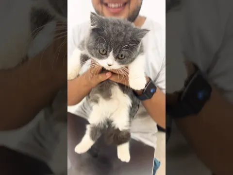 Behold little Simba!!! #catcafe #cat #thailand