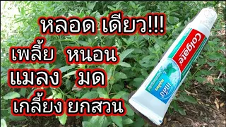 หลอดเดียว เพลี้ย หนอน แมลง มด เกลี้ยงยกสวน