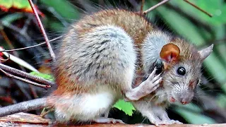 Bot Fly Parasites Infest Backyard Wood Rat