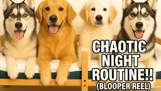 Our House is Chaos! A Realistic Night Routine with FOUR Dogs in their OWN ROOM