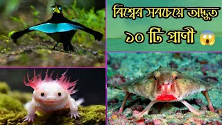 পৃথিবীর সবচেয়ে অদ্ভুত ১০ টি প্রাণী 😱_Bangla Fact Video_Mystery Fact Video