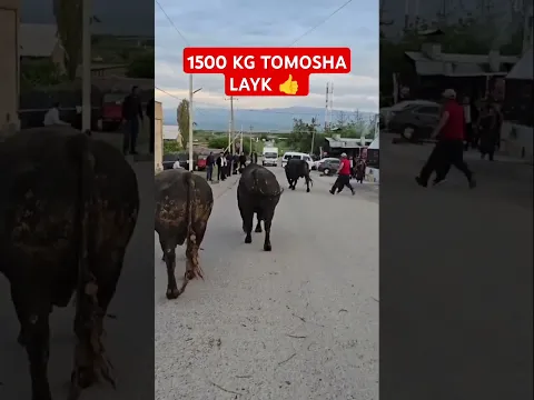 👍 👍 BULLS#instagram#tiktok#youtube#cow##travel#zubr#mini#fish#fishing#rek#trend#tiraktor#music#rells