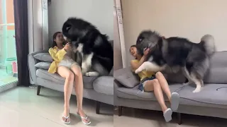 我是你的全世界，你是我的可爱多#阿拉斯加 #狗狗