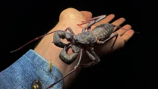 Big vinegaroons found in Arizona
