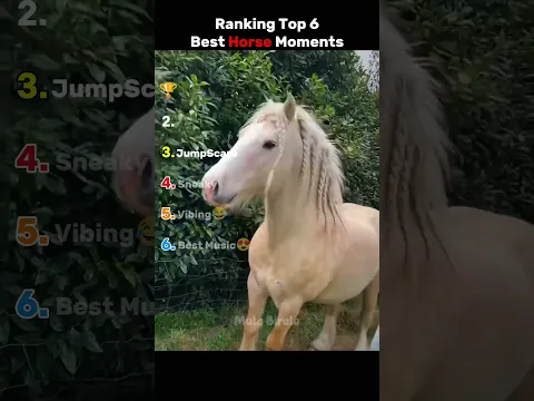 Ranking The Best 🐎 Moments