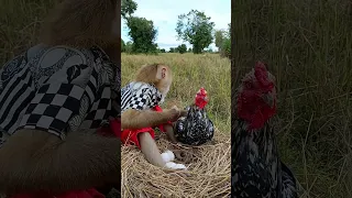 Monkey kiki goes to the farm and take ege | Monkey Koko