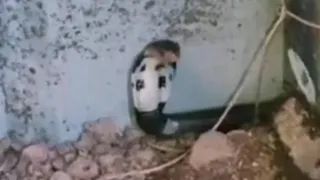 Ular berbahaya di dunia  Kobra,, galak dan bunyi nya menakutkan #kingcobra #kingkobra #panji