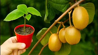 🥝 Cómo Cultivar Plantas de KIWI a partir de Frutas de Kiwi en Casa