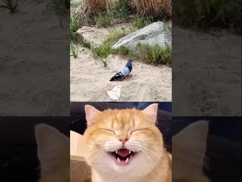give this video title 😂 (warning answer) #cat #meme #dance #trending