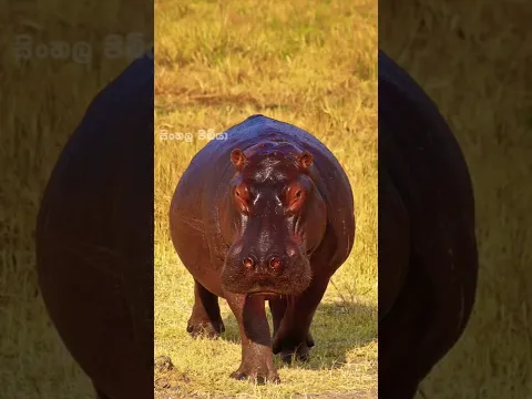 දුවලා බේරෙන්න බැරි දරුණු සතුන් 😳🦛