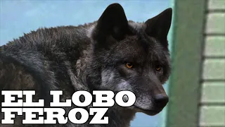 Los Tres Cerditos, Caperucita Roja, Siete Cabritillos y El LOBO FEROZ (3 Cuentos)
