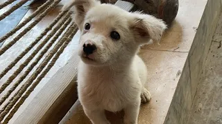 Cute white dog growth | white cute dog funny moments | dog live video | Farhan Azam Vlogs is live!