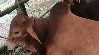 ঢাকা রামপুরা বিশাল বড় গরুর হাট | ১টি গরু ৫০ লক্ষ টাকা? - Live 🔴