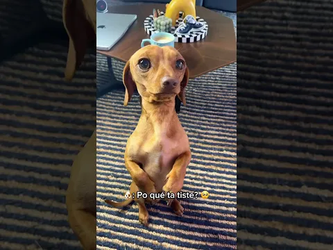 Soborné a mi perrito para este video 🐶🥺💙@cooper_jamoncitolover