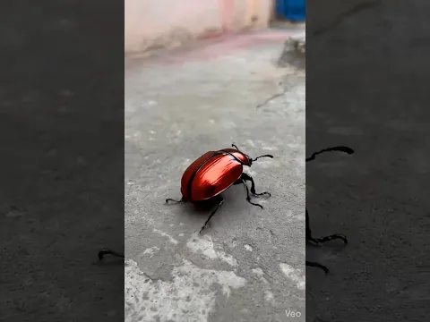 इतना बड़ा कीड़ा स्कूल में आ गया 😨😱ll #shorts  #shortsfeed #danger #vikassir  #school #monster