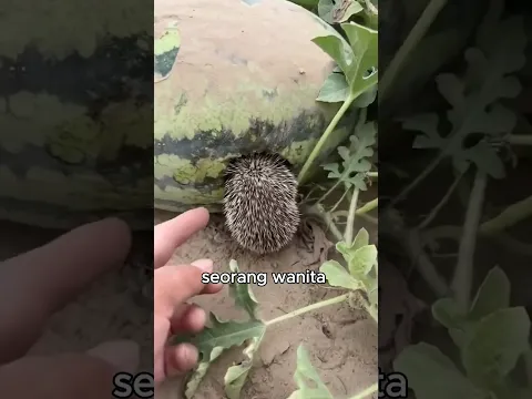 Landak mini yang suka mencuri semangka 🍉🦔
