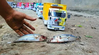 Konvoi Truk Angkut Bangkai Ikan