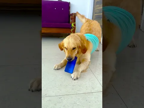 कितना प्यार करता है मेरा डॉगी मेरे से😱 #funnydogs #shorts