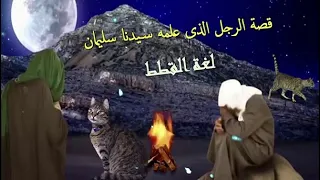 قصة الرجل الذى علمه سيدنا سليمان عليه السلام لغة القطط / امجد النظامى