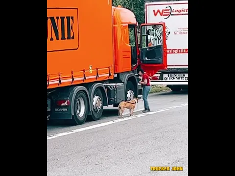 Дальеобойщицу охраняет пёс 🐕 #грузовик #дальнобой #trucker