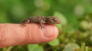 How To Bond With a Baby Lizard in 39 Days
