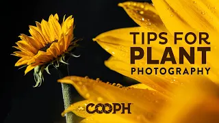 Stunning Plant & Flower Photography Tips - 2022