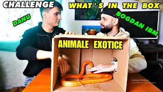 CHALLENGE  cu BOGDAN IBM si DANU  - WHAT's in the BOX? L-A MUȘCAT  ȘARPELE 🤣🐍
