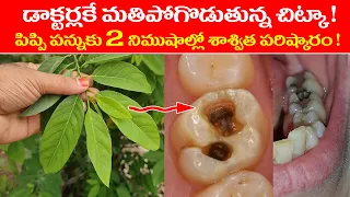ఈ ఆకు గురించి తెలిసి డాక్టర్లే షాక్ అయ్యారు ! 2 నిముషాల్లో పిప్పి పన్నుకు శాశ్విత పరిష్కారం !