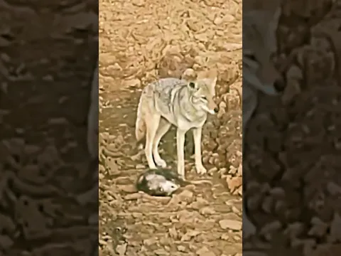 Tlacuache FINGE su MUERTE para Escapar de un COYOTE. 😱