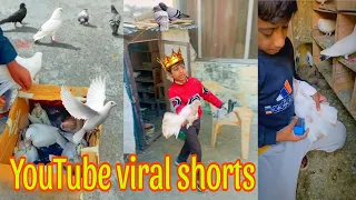 CHOTU USTAAD YOUTUBE VIRAL SHORTS VIDEOS  ❤️🕊️ || @pigeonsworldstatus4413