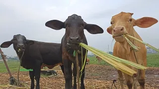 The Cutest and Funniest Cow Videos Ever!