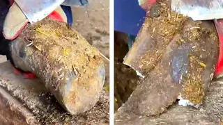 The 7 most suffering donkeys in history! A collection of wonderful videos of donkey hoof repair