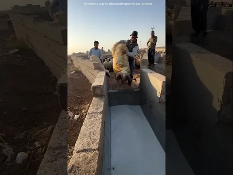 Sheep Bath Technique In Farm.#shortvideo #youtubeshorts