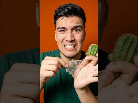 Me enterré espinas de un cactus 🌵💀😟