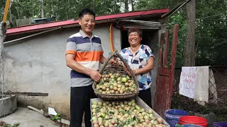 家裡蘋果樹買假了，老媽說老爸太容易被忽悠，摘了滿滿一車去餵豬