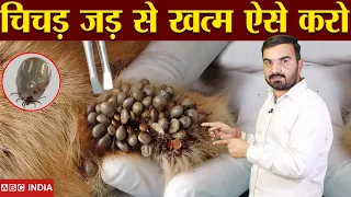 चिचड का रामबाण | tick medicine | chichad ki dawa | kilni marne ki dawa | best medicine for cow ticks