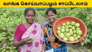 வாங்க கொய்யாப்பழம் பரிச்சிக்கிட்டு வரலாம்  | Guava Fruit Picking and Eating | Village Lifestyle