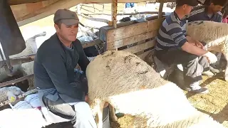 kështu fillon mëngjesi në bjeshkët e Sharrit - ferma e Burhadin Dautit nga fshati Brod/Sharr