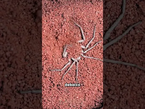 🕷️ Nunca Toque Nesta Aranha! 😱